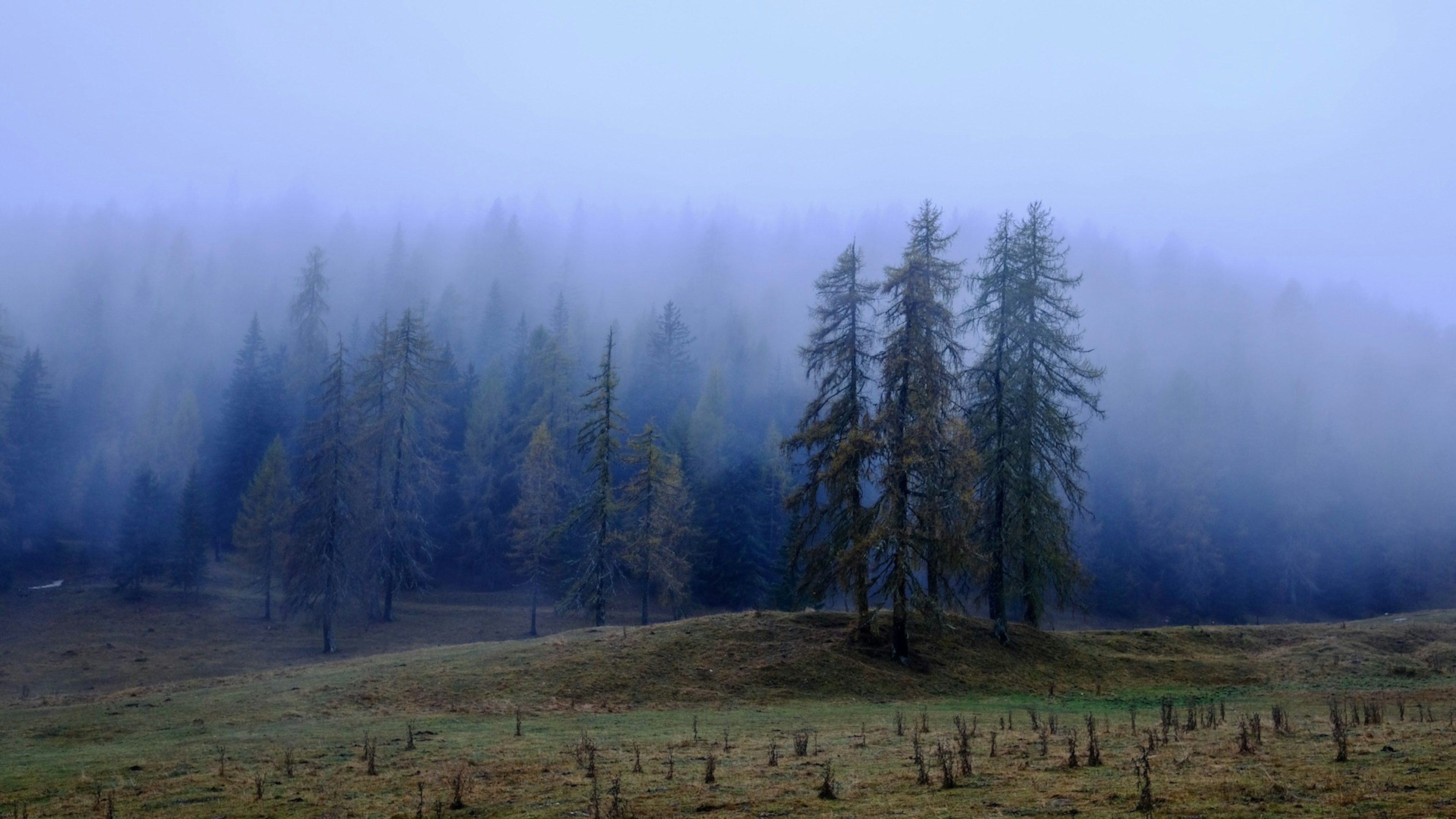 Misty forest in the Dolomites